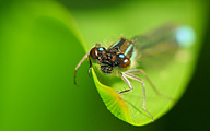 Common Bluetail (Male, Ischnura elegans)